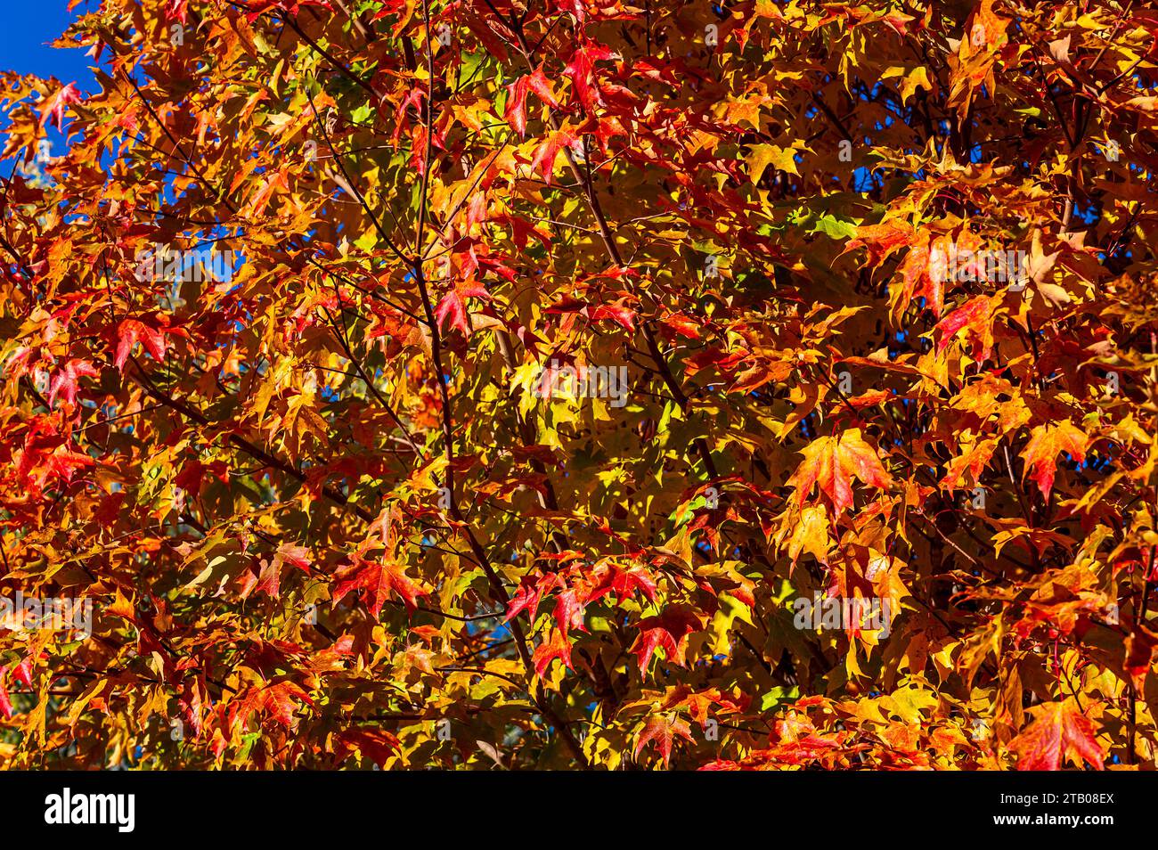 Looking up at the changing colours of a maple tree Stock Photo