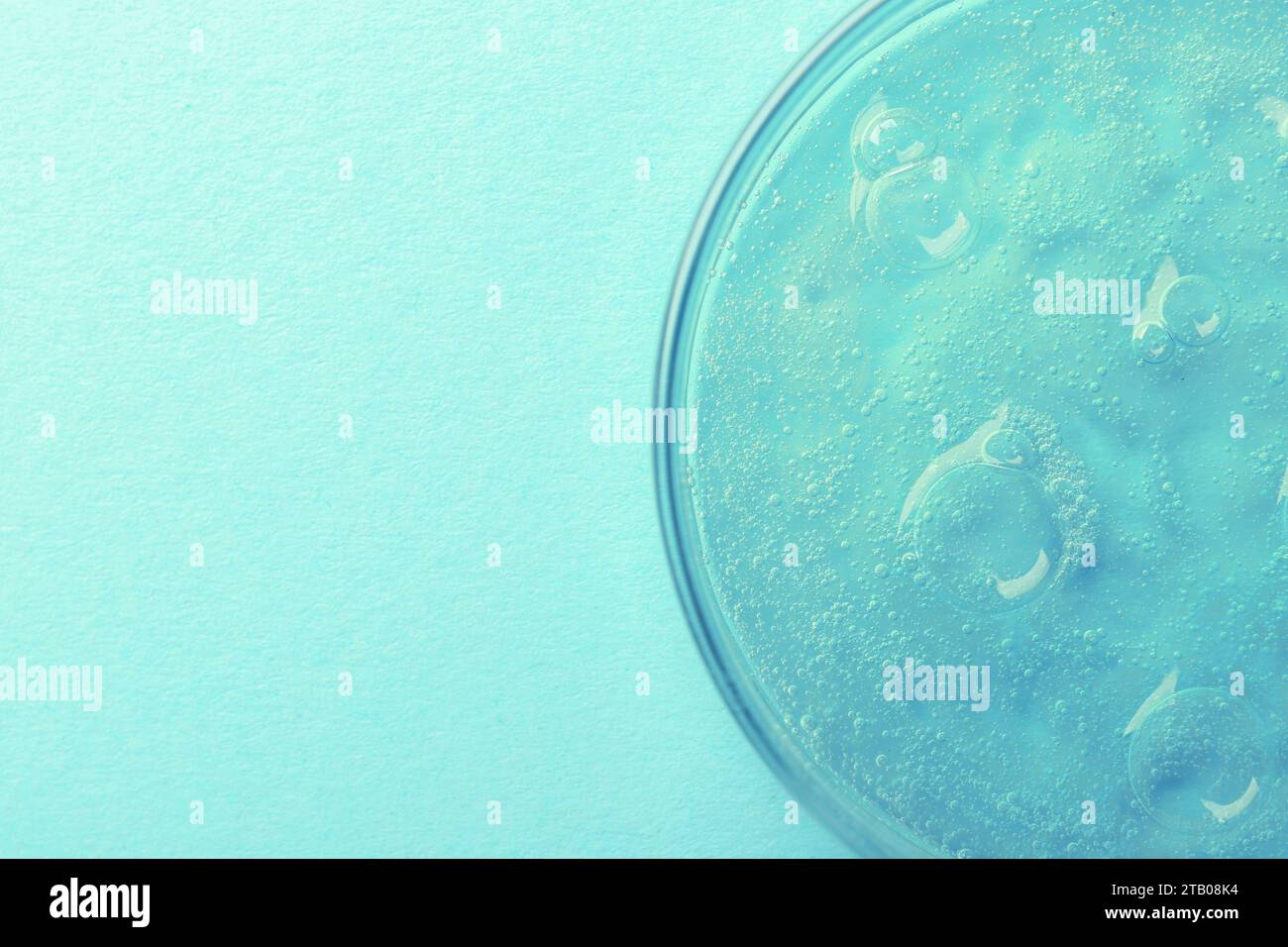 Petri dish with color liquid sample on light blue background, top view ...