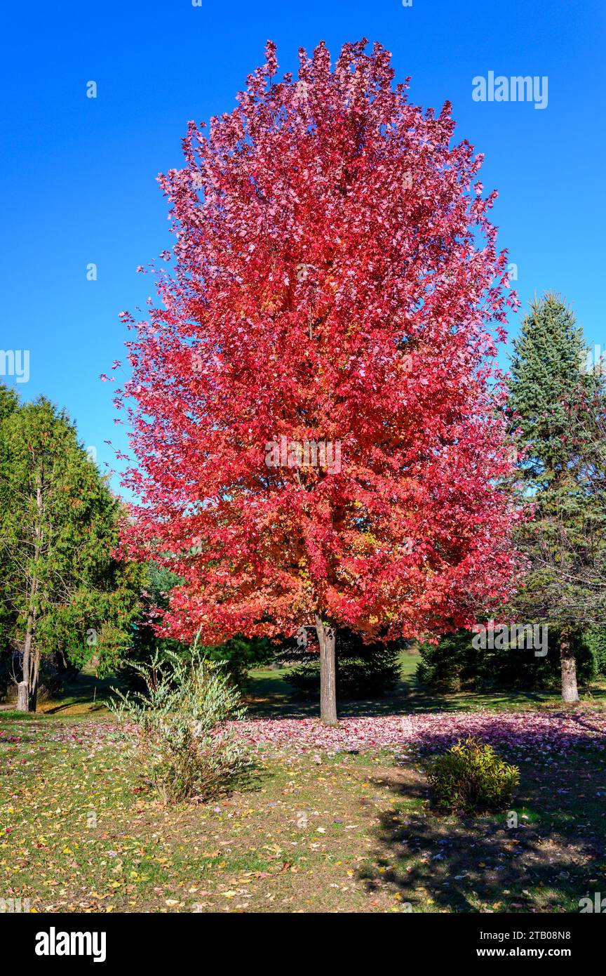 Sugar maple tree in full autumn colors Stock Photo - Alamy