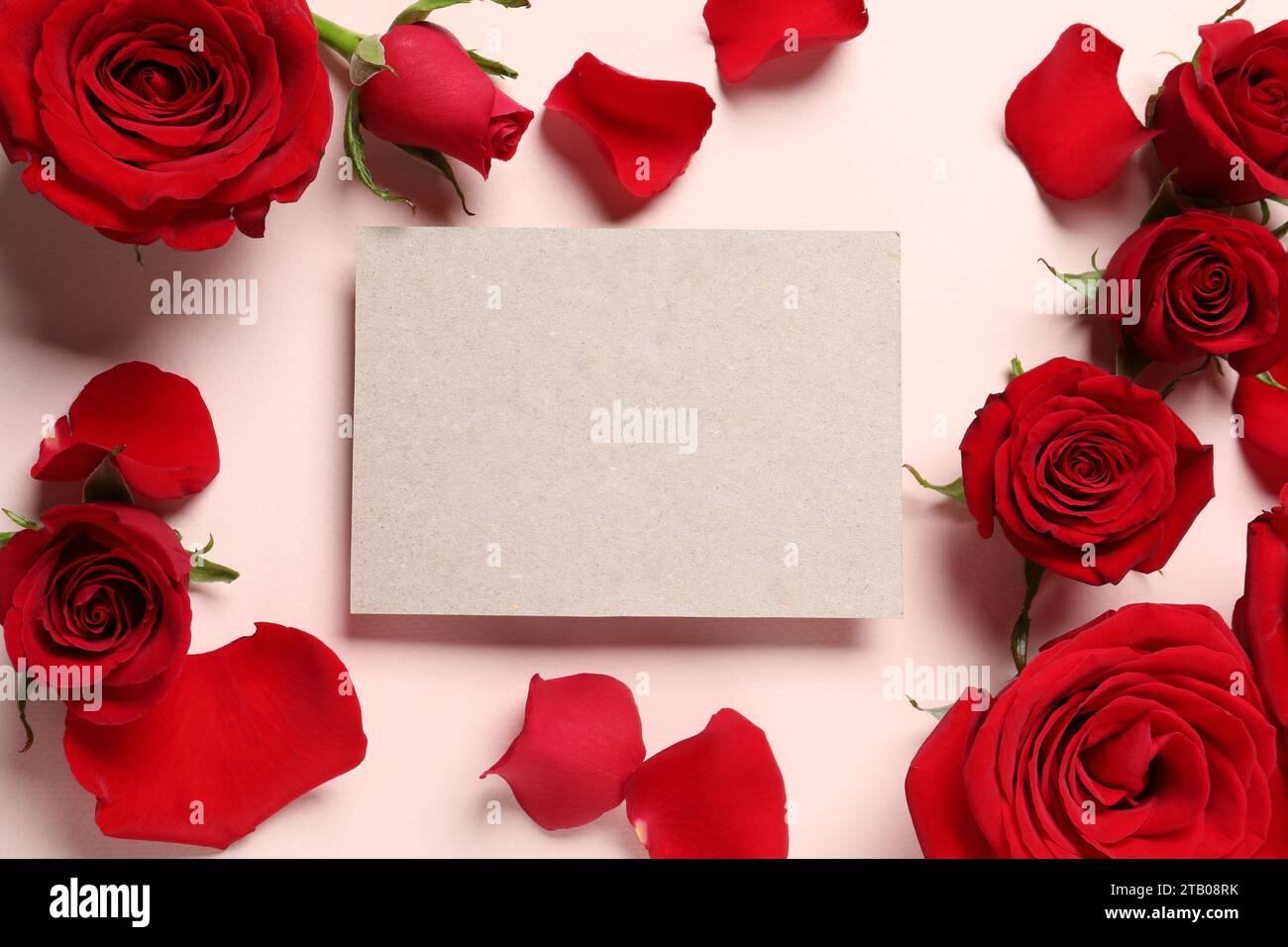 Blank card, beautiful red roses and petals on pale pink background ...