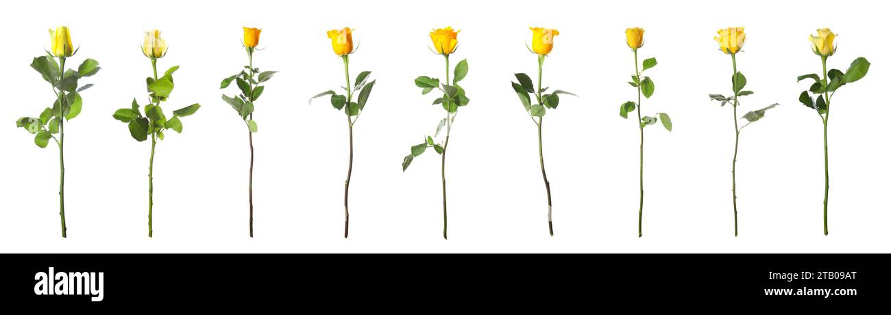 Eight Yellow Roses Set yellow roses buds hi-res stock photography and images - Alamy