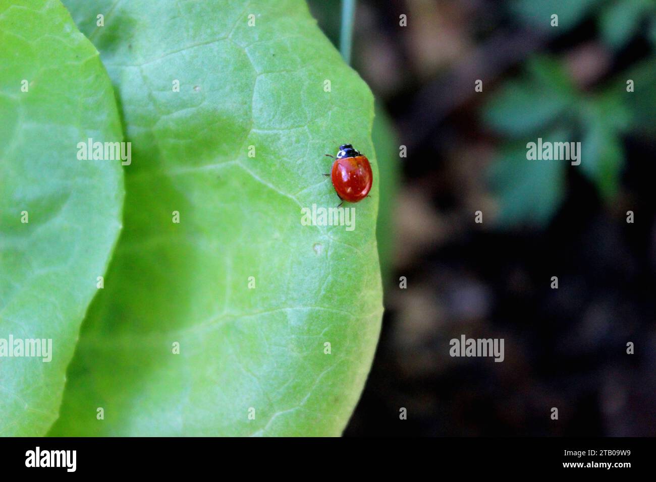 Red ladybug insect, species Cycloneda sanguinea, on the leaf of a lettuce vegetable plant, cooperating in an urban community garden in the city. Stock Photo