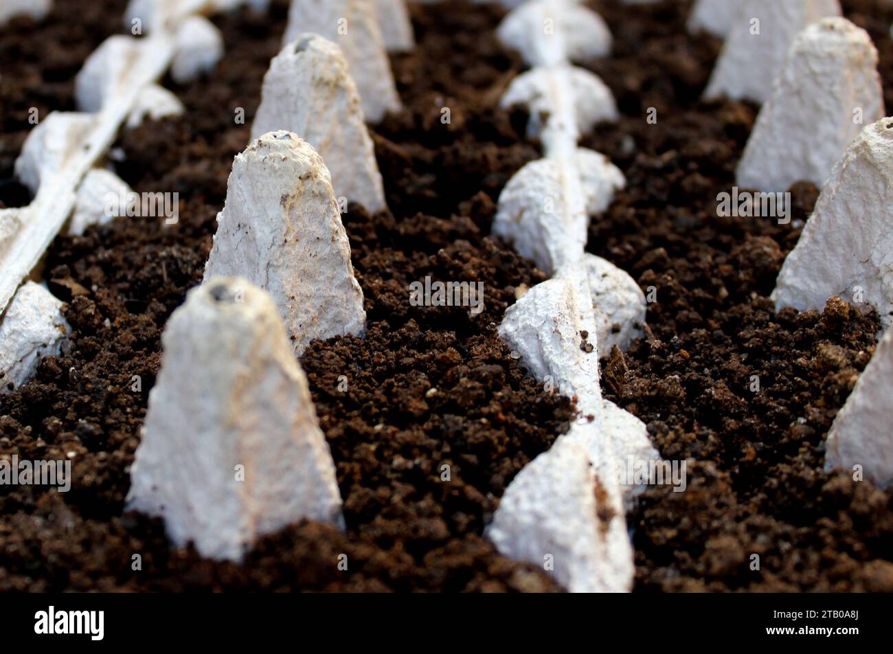 Ecological and biodegradable sowing made from the reuse of egg cartons ...