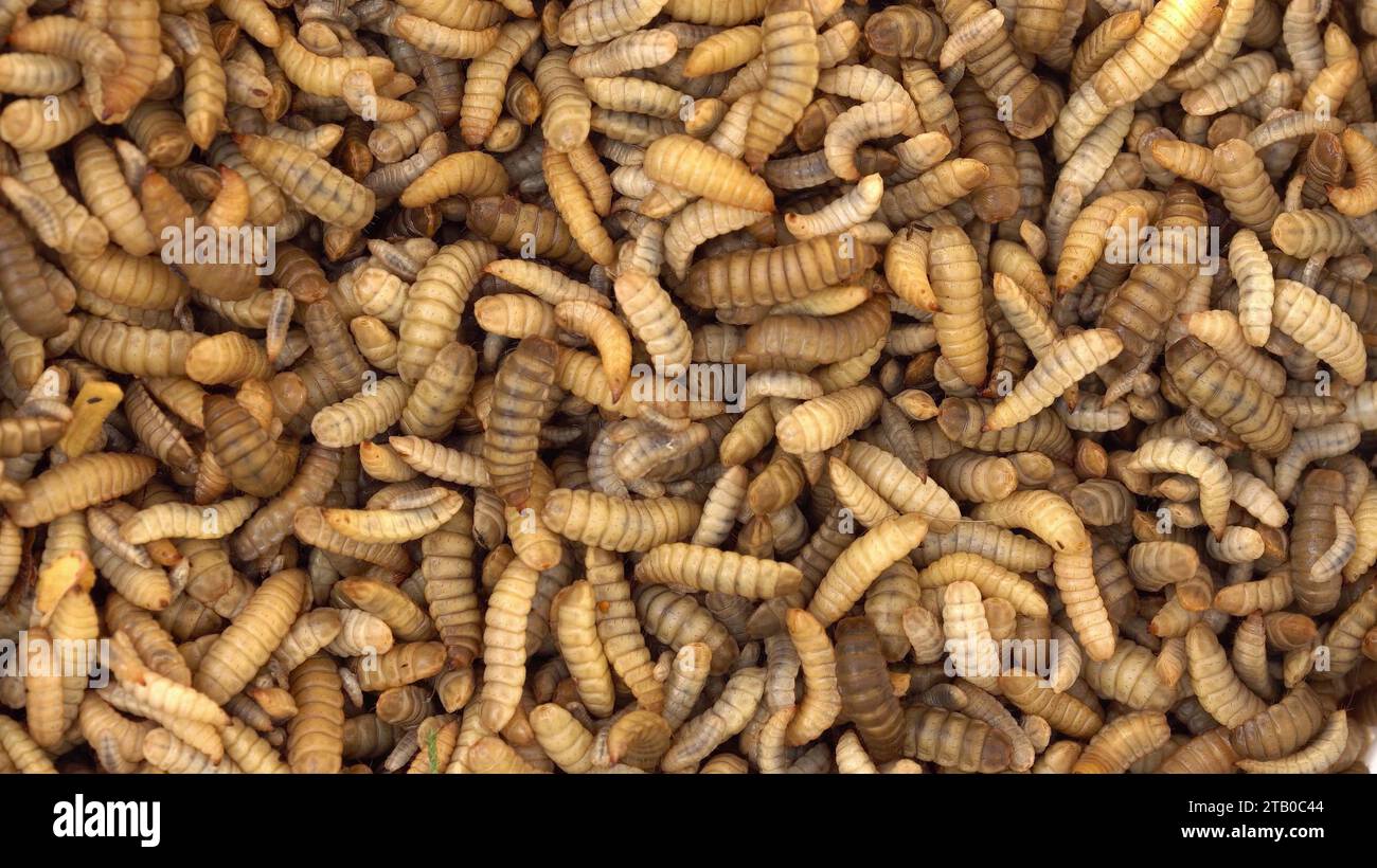 Black soldier fly larvae produced as animal feed. Insect factory farm Stock Photo