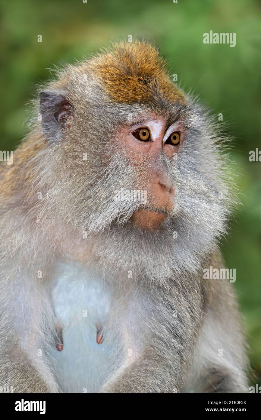 Portrait of a Balinese long-tailed monkey (Macaca fascicularis), Ubud, Bali, Indonesia Stock Photo