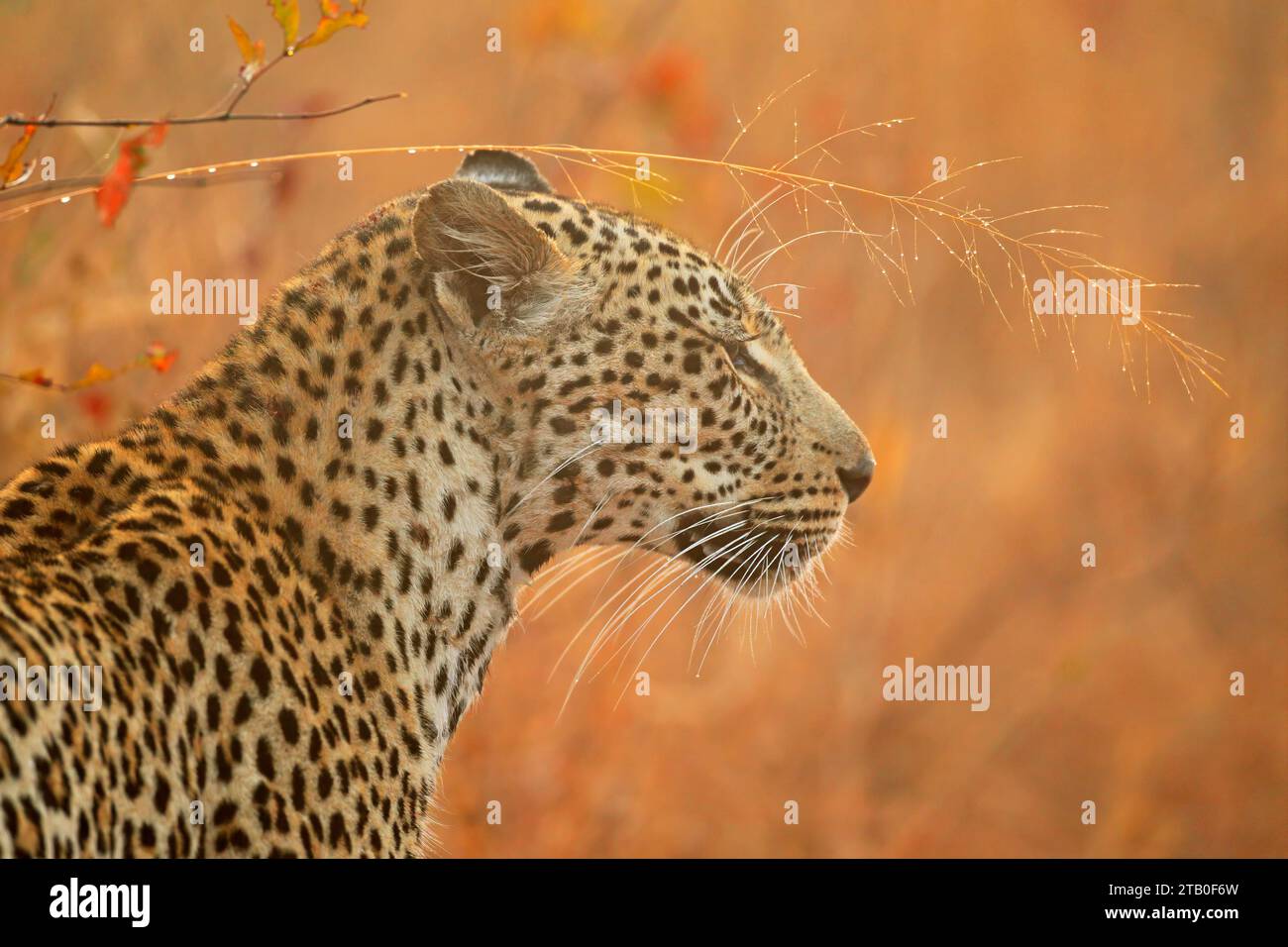 Portrait of a leopard (Panthera pardus) in natural habitat, South Africa Stock Photo