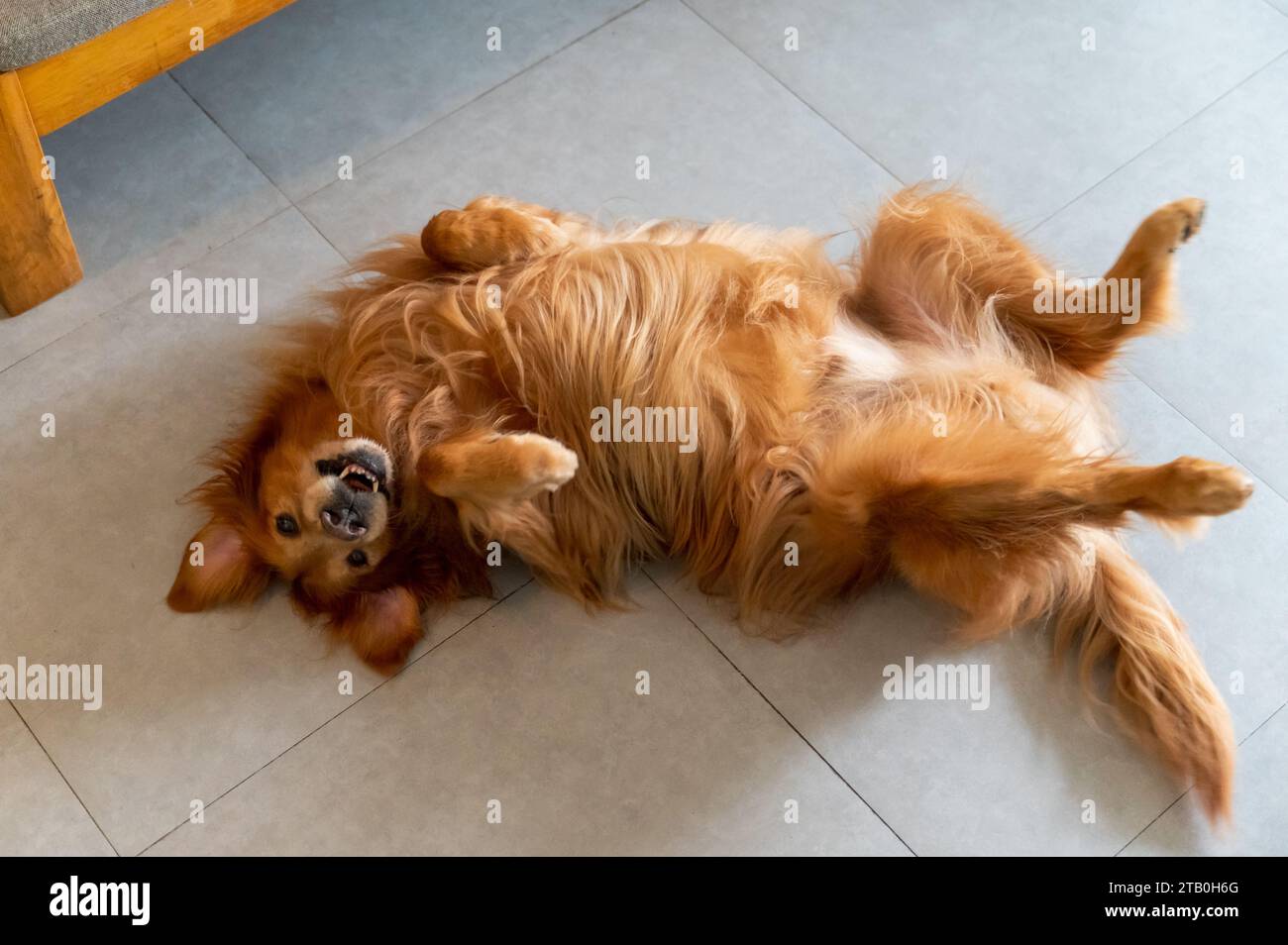 Golden Retriever lying on the floor with his stomach exposed Stock