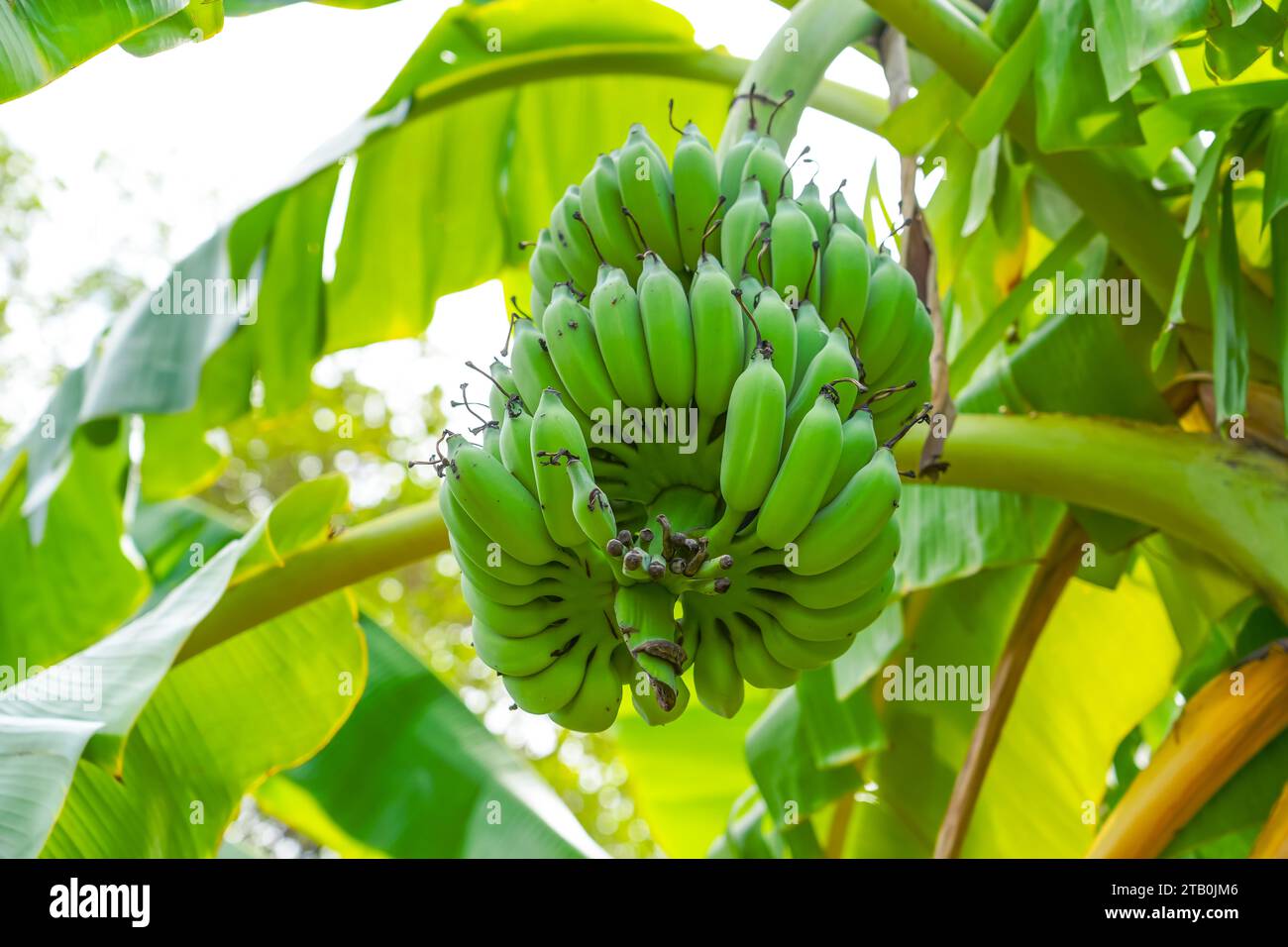 Ripe green bananas hang in clusters on banana plantations. Industrial ...