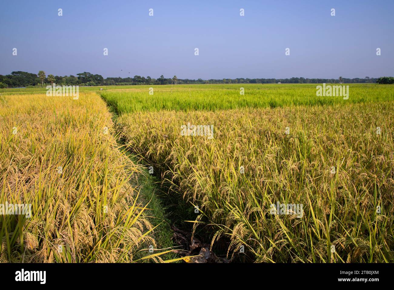 Agriculture Landscape view of the grain rice field with blue sky in