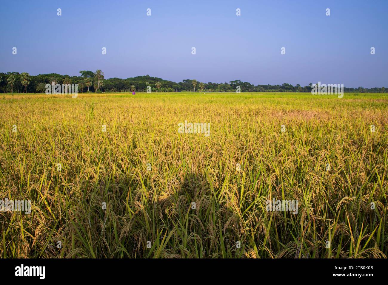 Agriculture Landscape view of the grain rice field with blue sky in