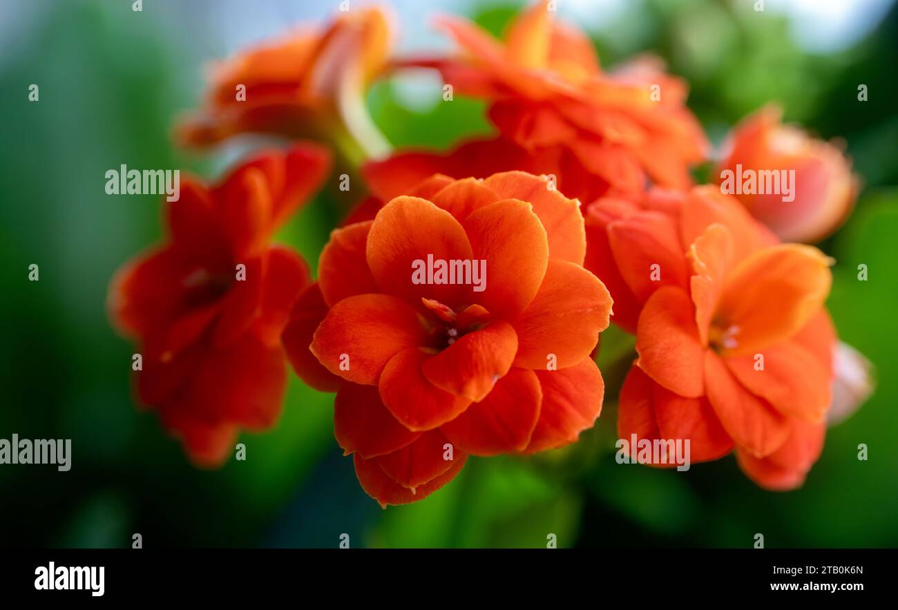 Kalanchoe kalanchoe blossfeldiana blossom hires stock photography and