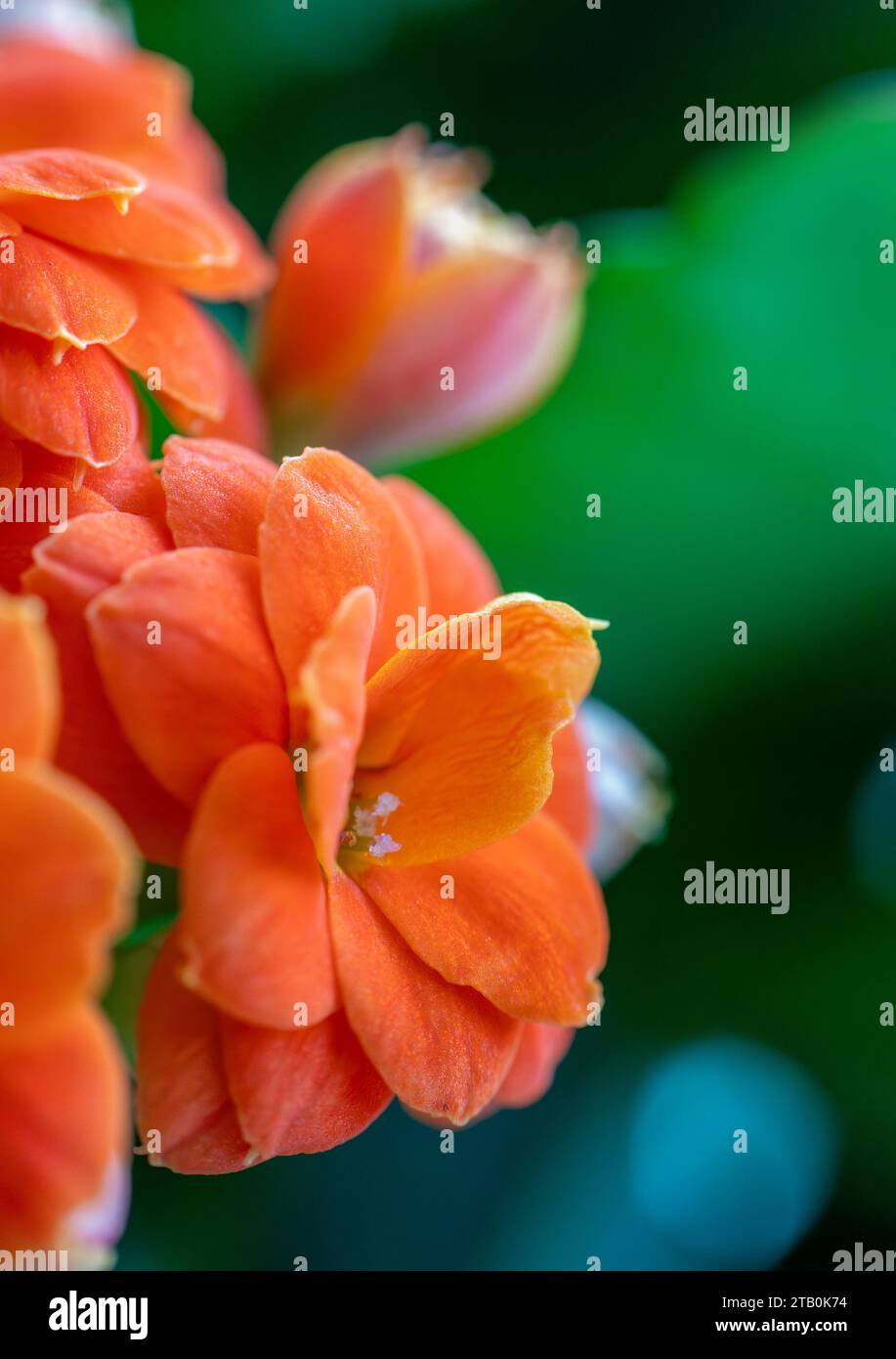 Kalanchoe Blossfeldiana (Flaming Katy, Christmas Kalanchoe, Florist