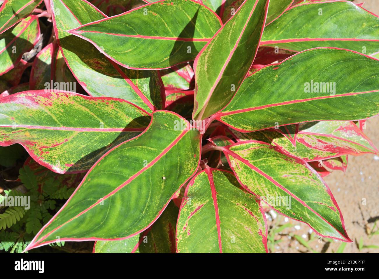 Overhead view of a green and pinkish red color leaves bearing potted garden plant. This ornamental plant belongs to the Aglaonema genus known as the C Stock Photo
