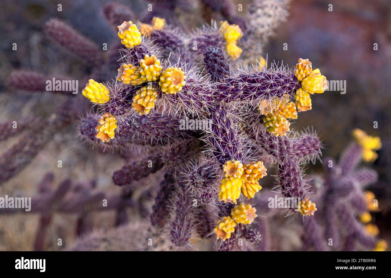 Cane Cholla or Cylindropuntia Spinosior, North American Southwest US Desert Cactus Species Bloom with Yellow Flowers and Purple Stem Close Up Detail Stock Photo