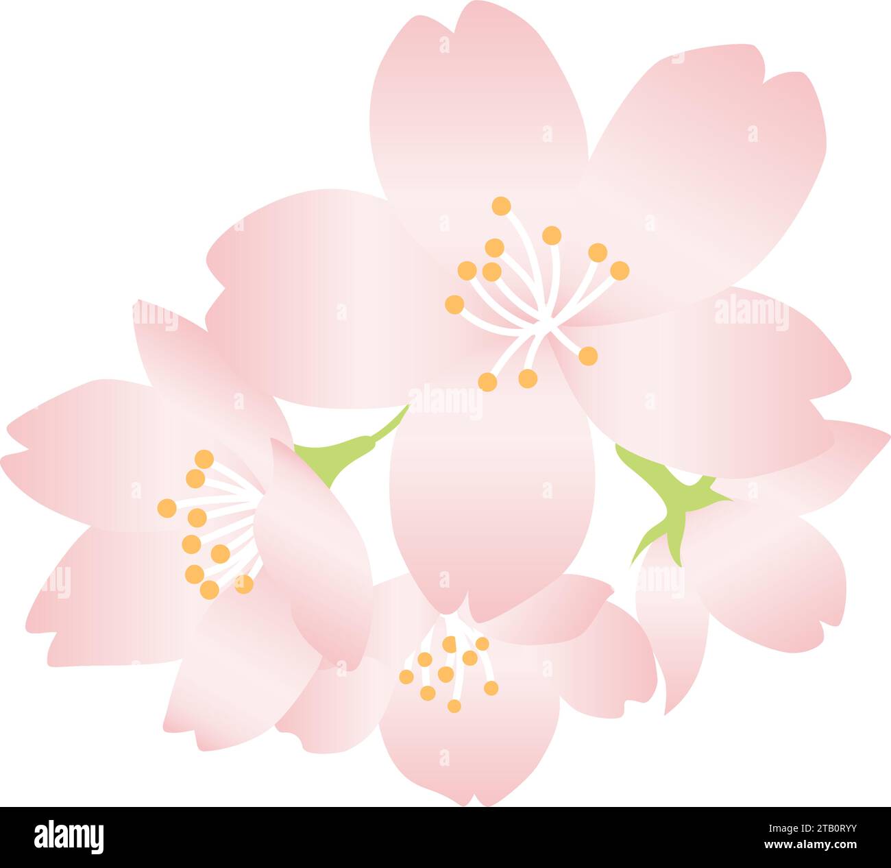 A simple cherry blossom flower illustration that can be used as a focal