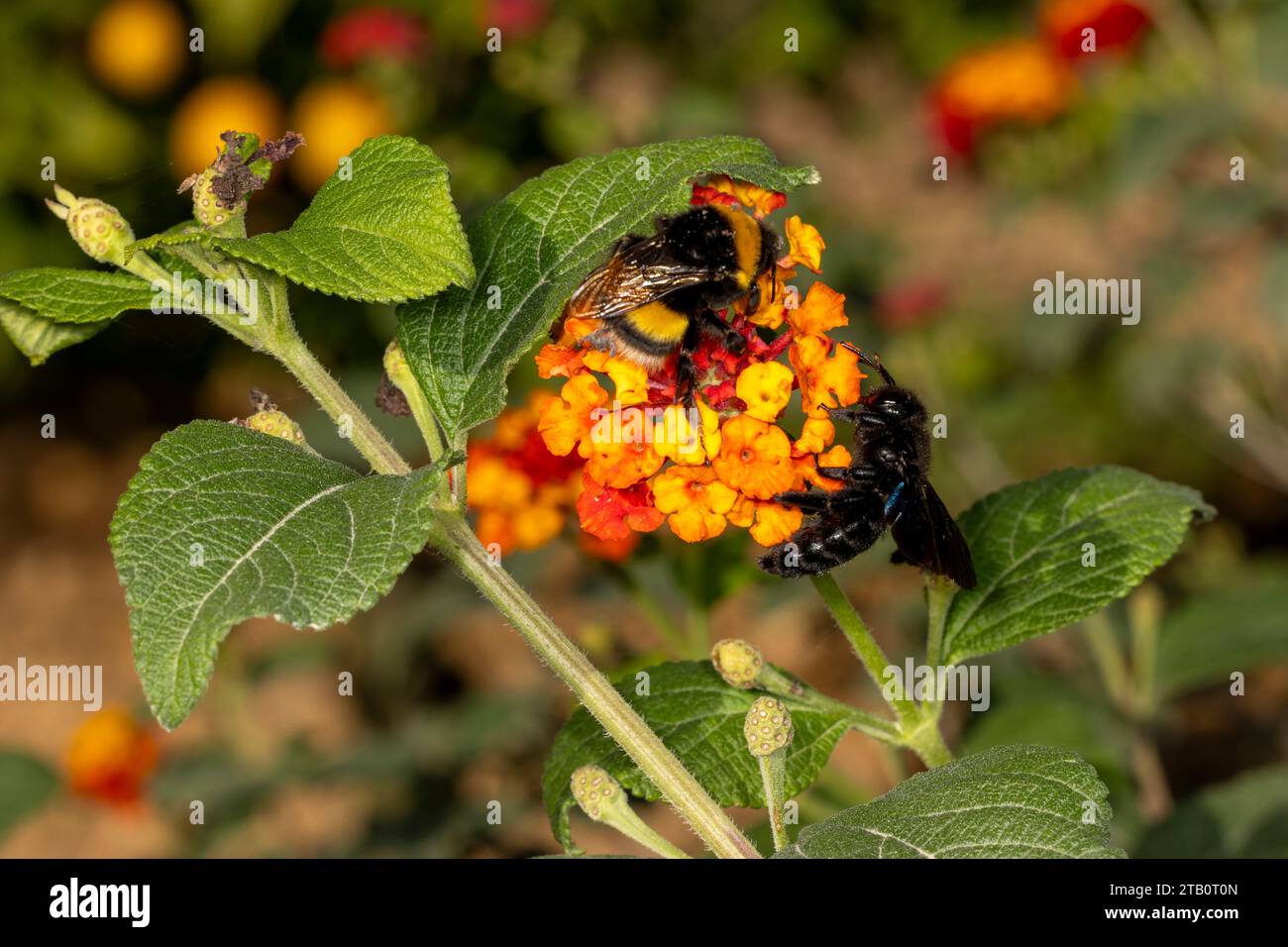 Violet carpenter bee and bumble bee on lantana flower Stock Photo Alamy
