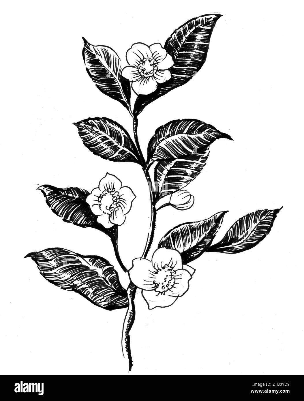 Botanical illustration apple Black and White Stock Photos & Images Alamy