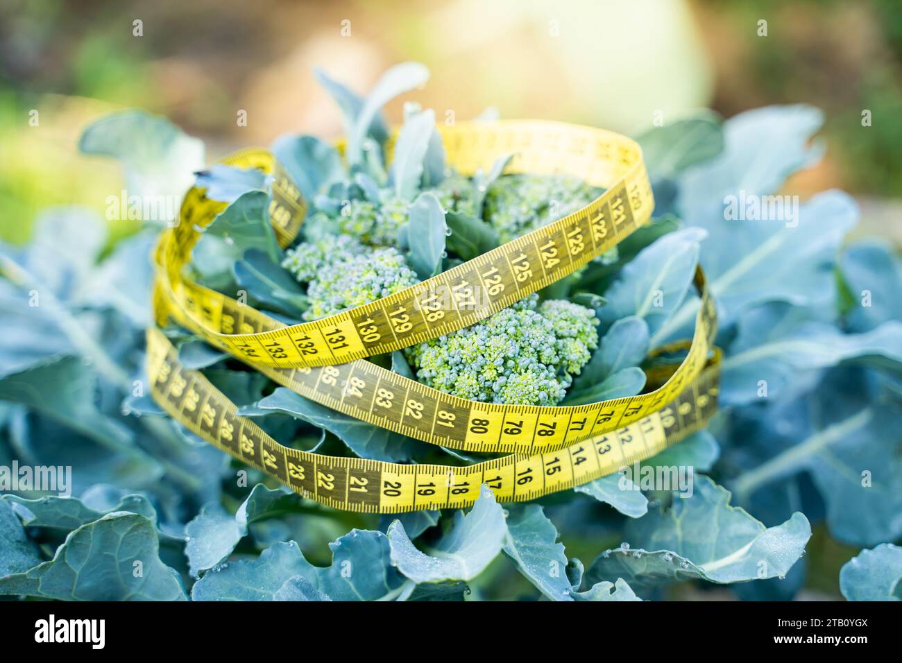 Broccoli tied to waist measurement, closeup. Selection of food