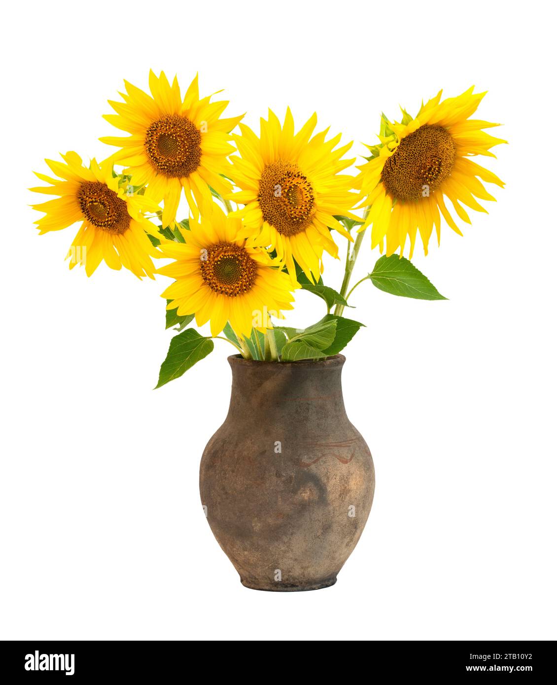 bouquet of sunflowers in a clay pot on white isolated background Stock ...