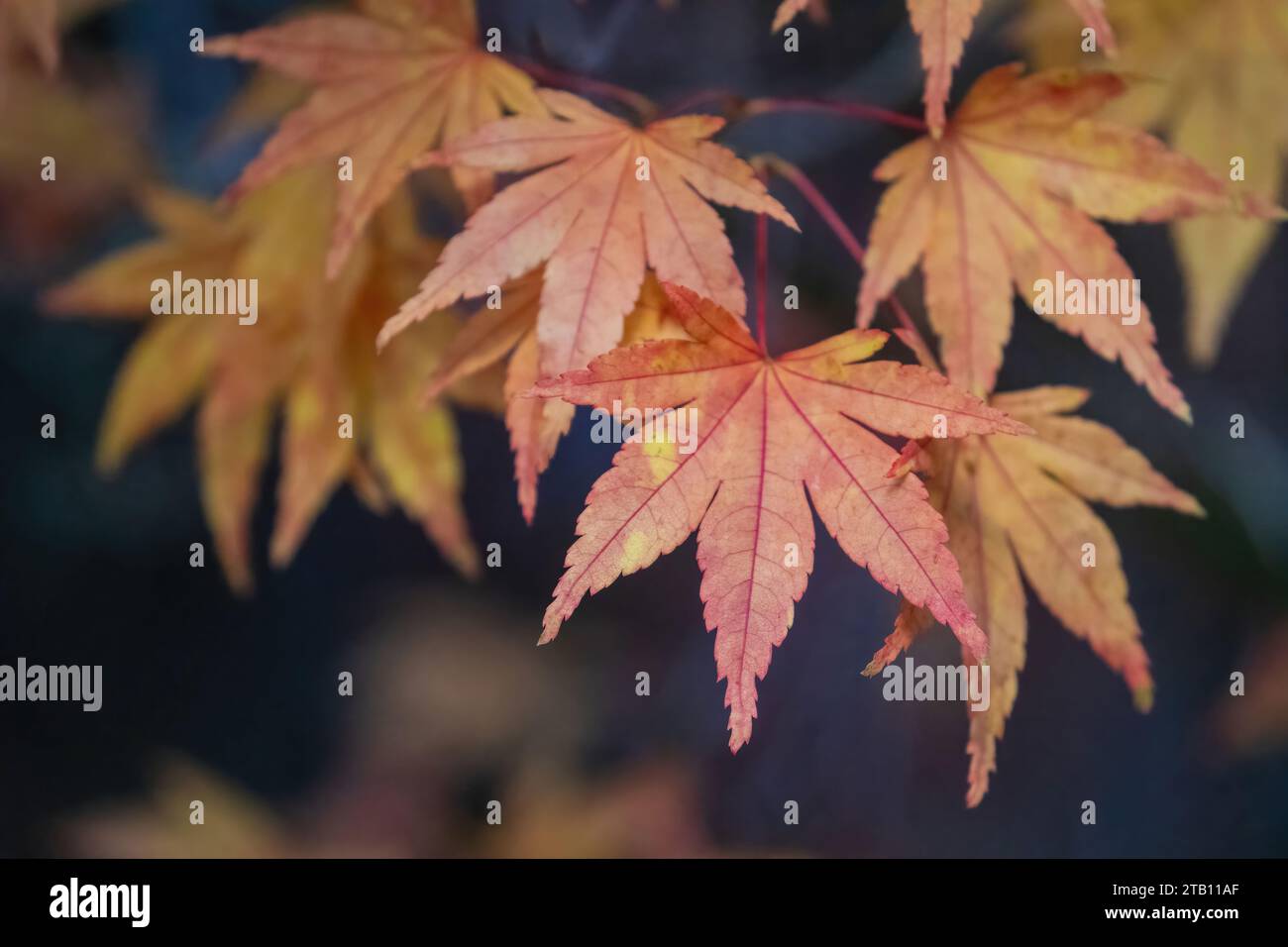 Golden Red Autumn Maple Leaves Stock Photo