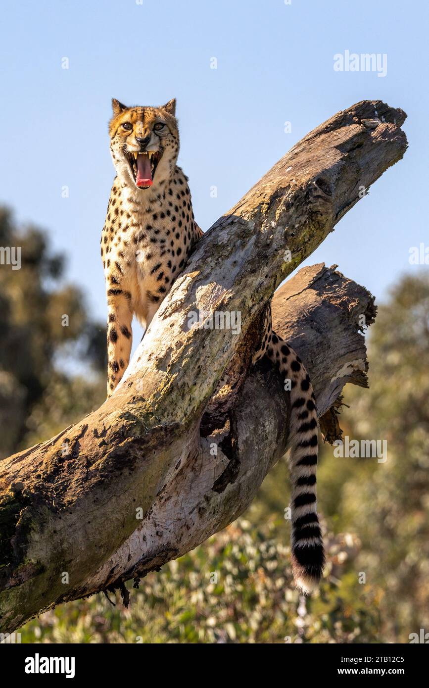 Cheetah (Acinonyx jubatus) in a great open mouth display of tongue and teeth! They are considered the world’s fastest land animal. Stock Photo
