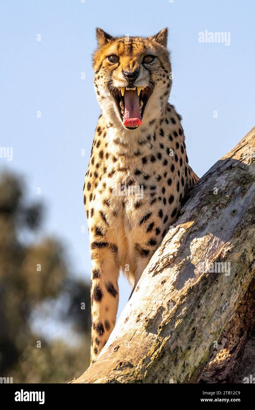 Close-up of a Cheetah (Acinonyx jubatus) in a great open mouth display of tongue and teeth! They are considered the world’s fastest land animal. Stock Photo
