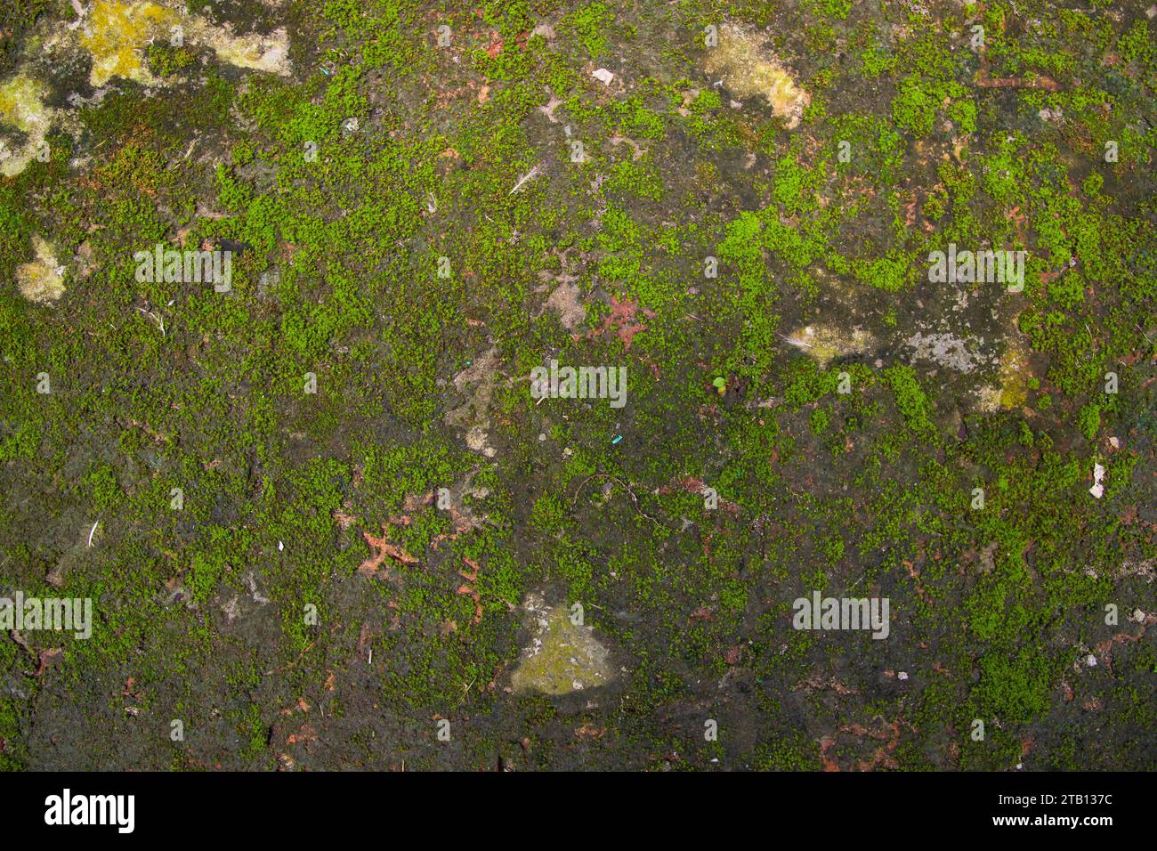 Fungi Green Moss Texture abstract background concrete wall. Rusty, Grungy, Gritty Vintage Background Stock Photo