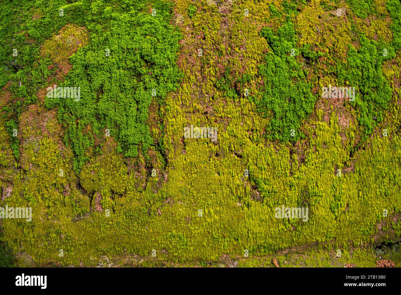 Fungi Green Moss old concrete wall abstract Texture background ...