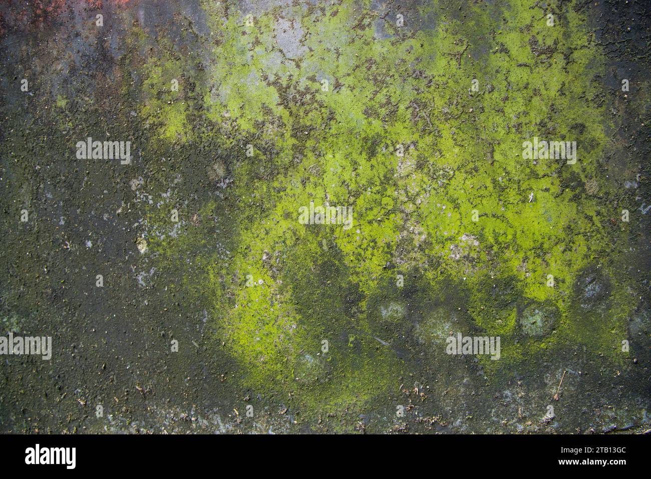 Fungi Green Moss Texture abstract background concrete wall. Rusty, Grungy, Gritty Vintage Background Stock Photo