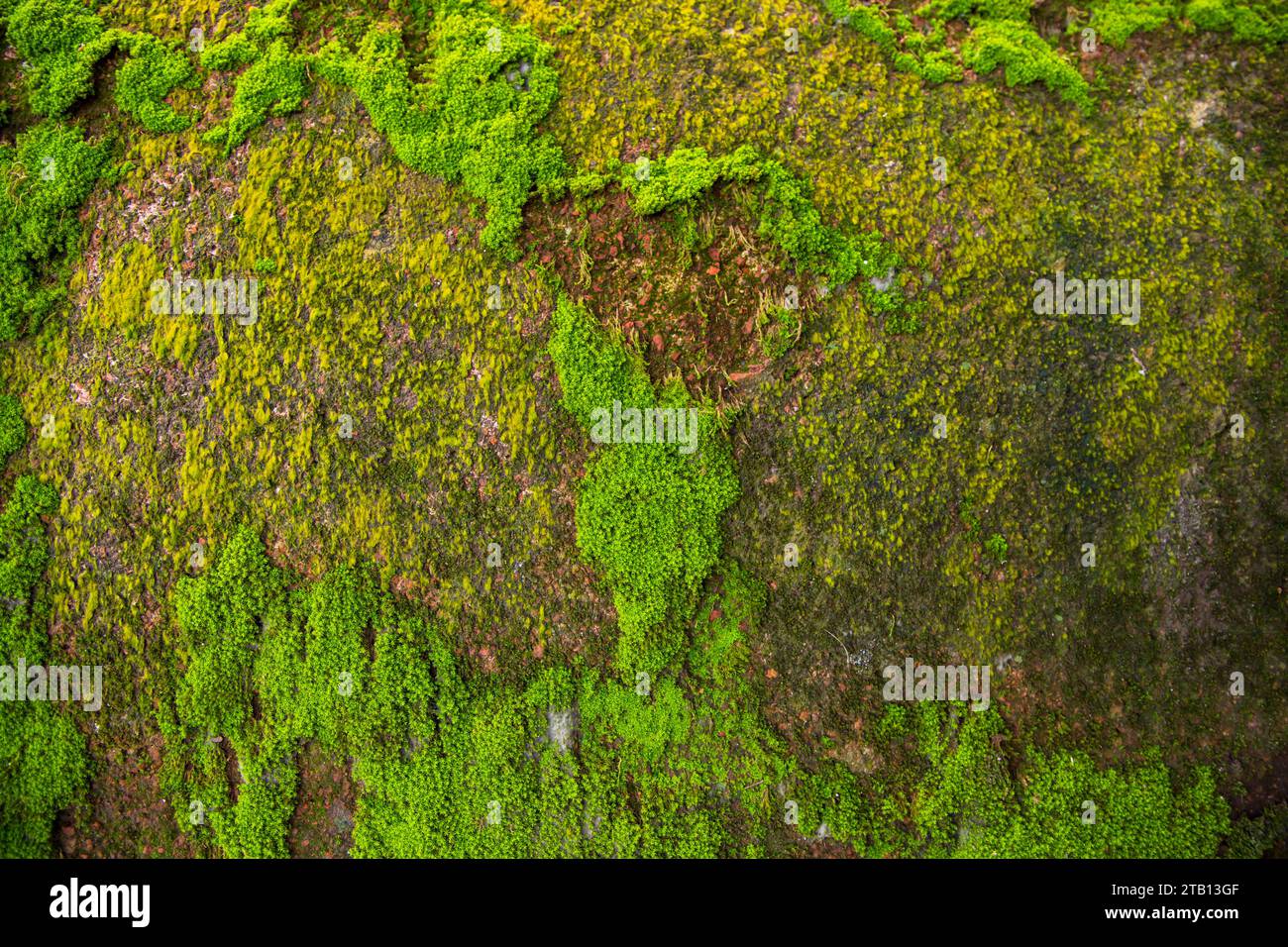 Fungi Green Moss old concrete wall abstract Texture background ...