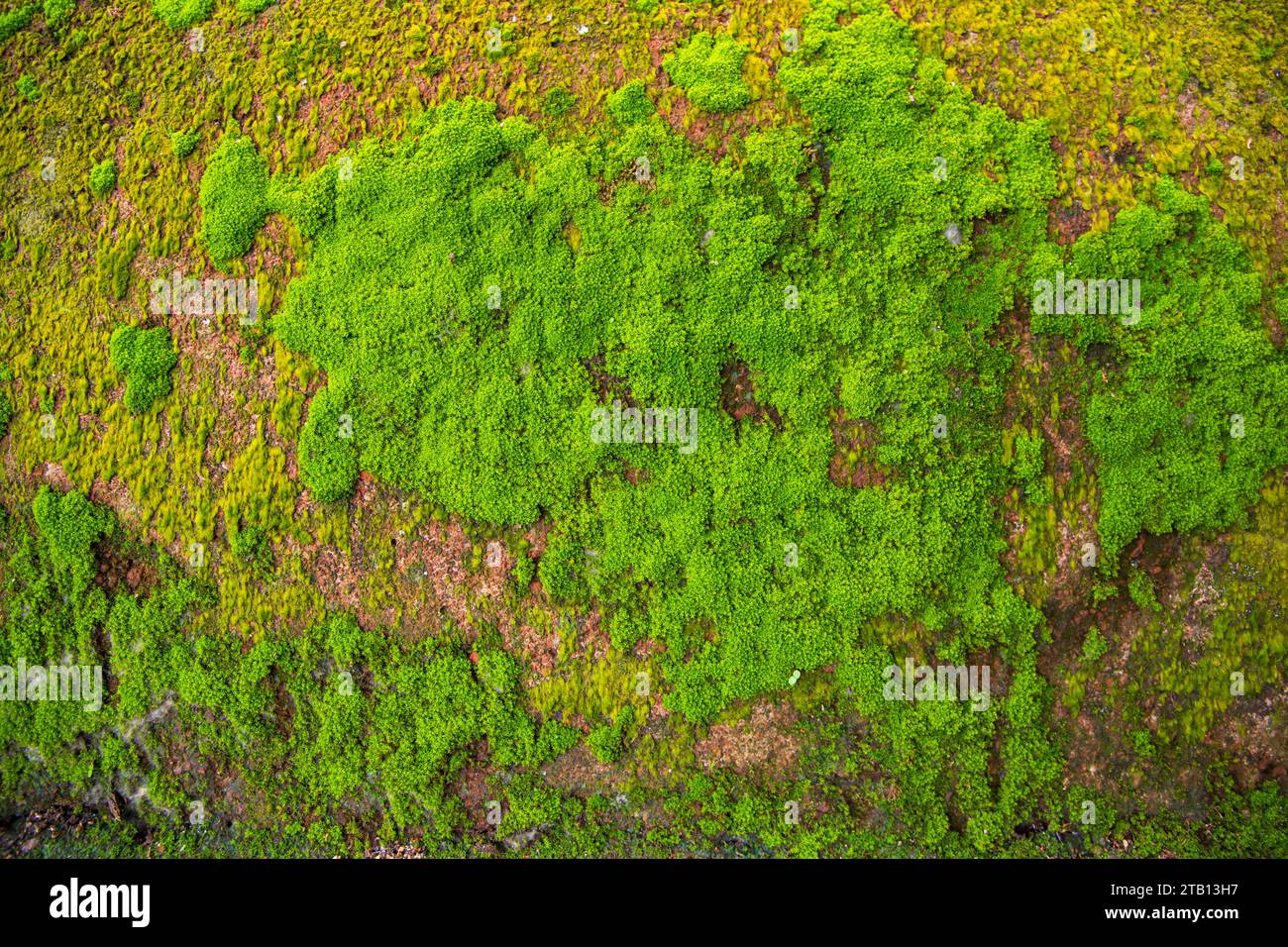Fungi Green Moss old concrete wall abstract Texture background ...