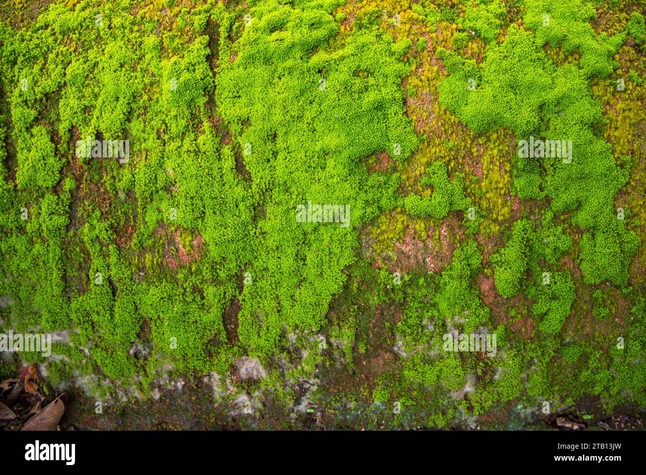 Fungi Green Moss old concrete wall abstract Texture background ...
