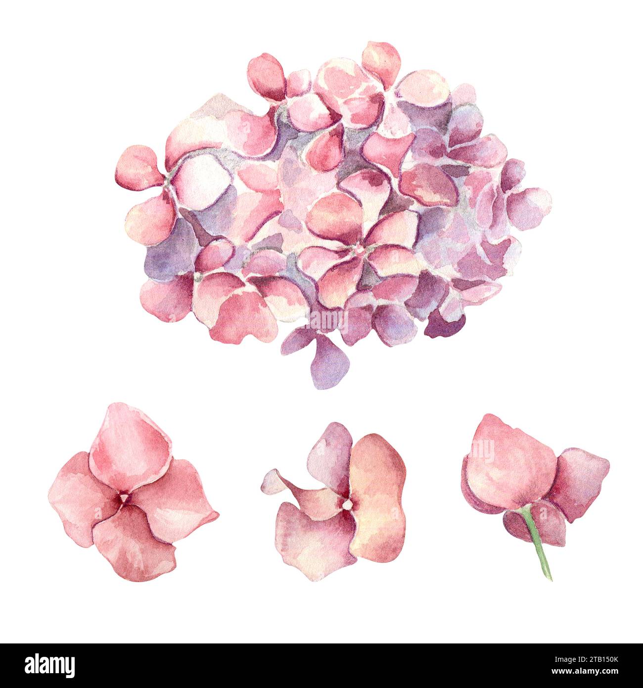 Watercolor illustration set of pink hydrangea isolated on white ...