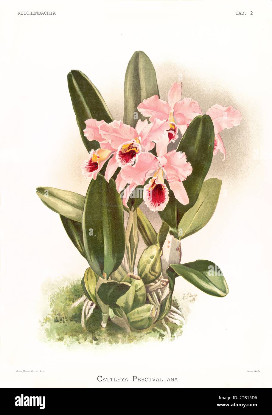 Old illustration of Christmas Orchid (Cattleya percivaliana). Reichenbachia, by F. Sander. St. Albans, UK, 1888 - 1894 Stock Photo