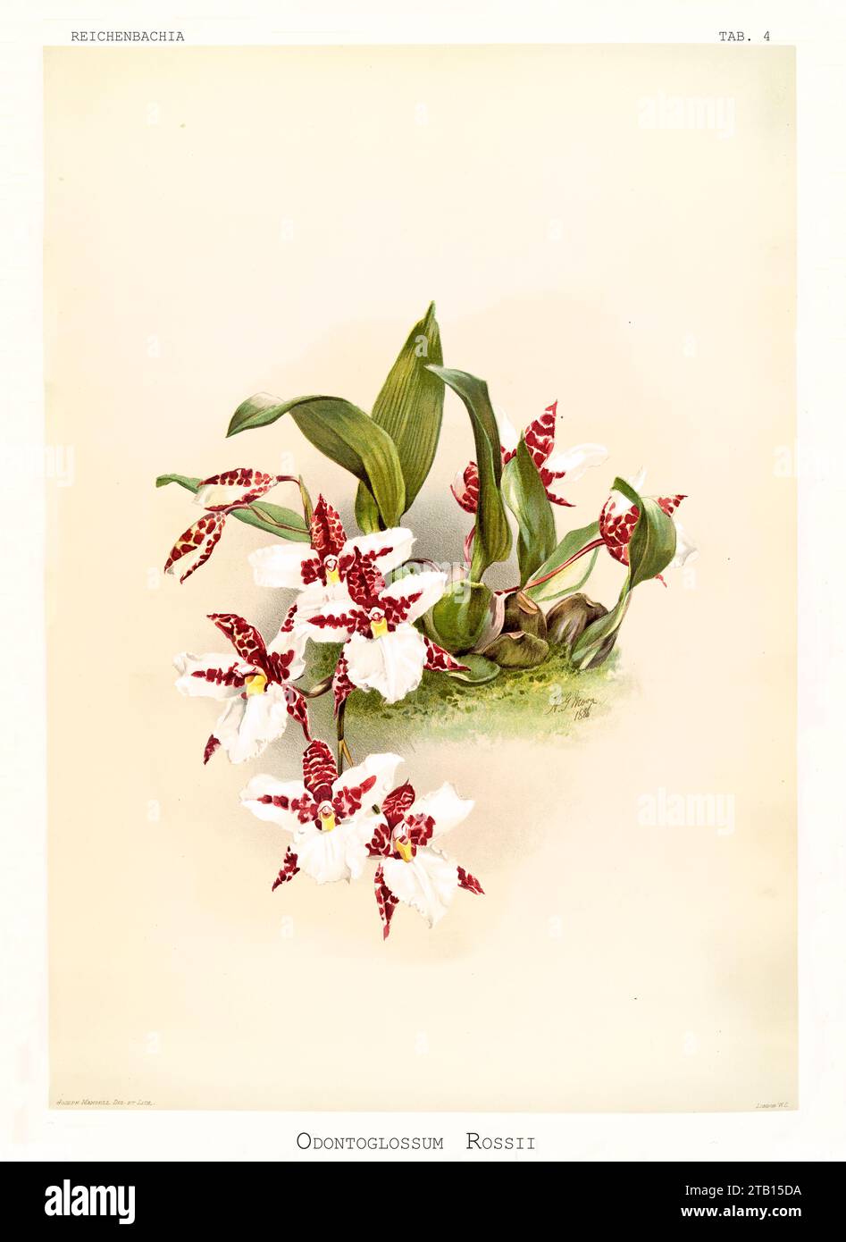 Old illustration of Ross' Rhynchostele (Rhynchostele Rossii ). Reichenbachia, by F. Sander. St. Albans, UK, 1888 - 1894 Stock Photo