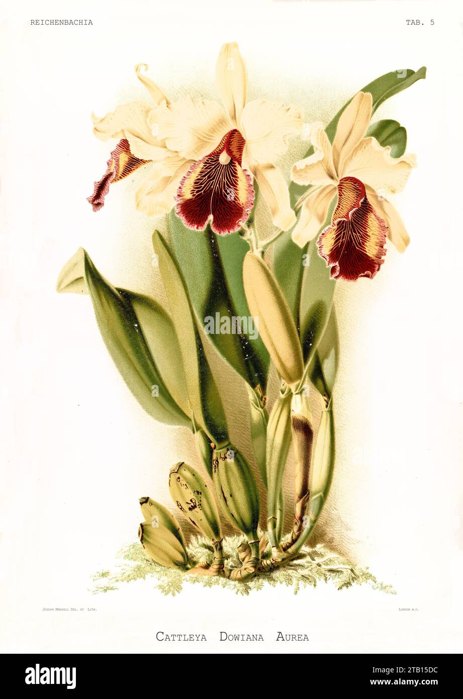 Old illustration of Cattleya dowiana var. aurea. Reichenbachia, by F. Sander. St. Albans, UK, 1888 - 1894 Stock Photo
