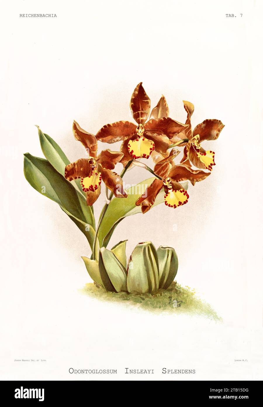Old illustration of The Splendid Rossioglossum (Rossioglossum splendens). Reichenbachia, by F. Sander. St. Albans, UK, 1888 - 1894 Stock Photo