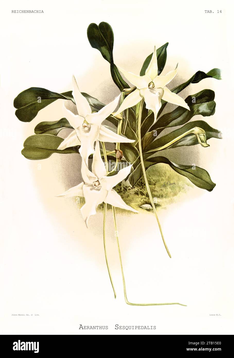 Old illustration of  Darwin's Orchid (Angraecum sesquipedale). Reichenbachia, by F. Sander. St. Albans, UK, 1888 - 1894 Stock Photo
