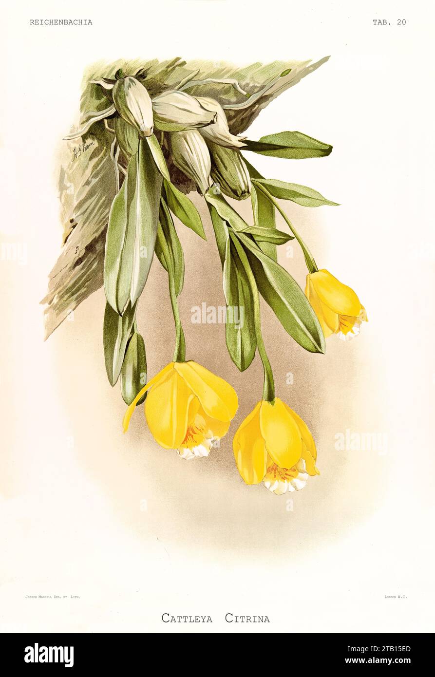 Old illustration of  Tulip Orchid (Encyclia citrina). Reichenbachia, by F. Sander. St. Albans, UK, 1888 - 1894 Stock Photo