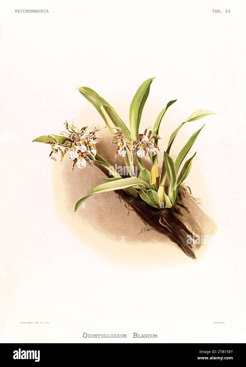 Old illustration of  Charming Odontoglossum (Odontoglossum blandum). Reichenbachia, by F. Sander. St. Albans, UK, 1888 - 1894 Stock Photo
