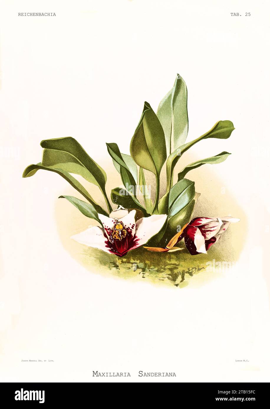 Old illustration of  Sander's Maxillaria (Maxillaria sanderiana). Reichenbachia, by F. Sander. St. Albans, UK, 1888 - 1894 Stock Photo