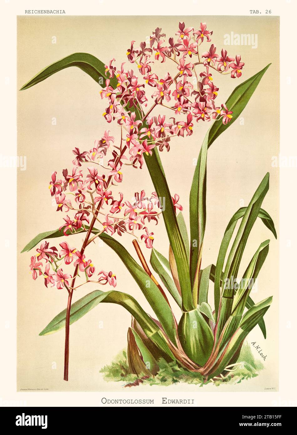 Old illustration of  Edward's Odontoglossum (Cyrtochilum edwardii). Reichenbachia, by F. Sander. St. Albans, UK, 1888 - 1894 Stock Photo