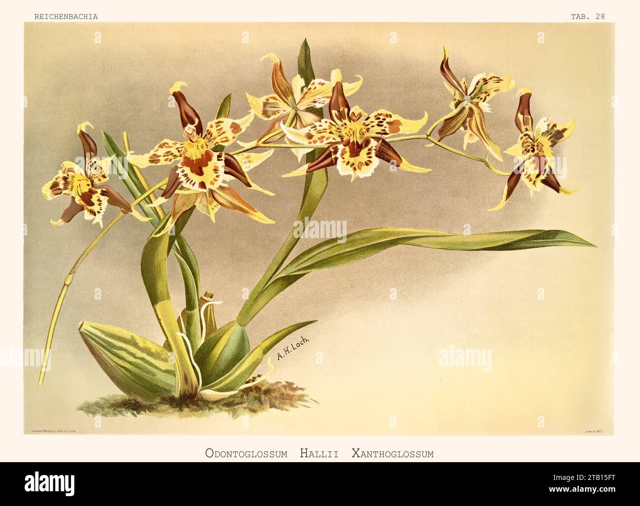 Old illustration of  Hall's Odontoglossum (Odontoglossum hallii). Reichenbachia, by F. Sander. St. Albans, UK, 1888 - 1894 Stock Photo