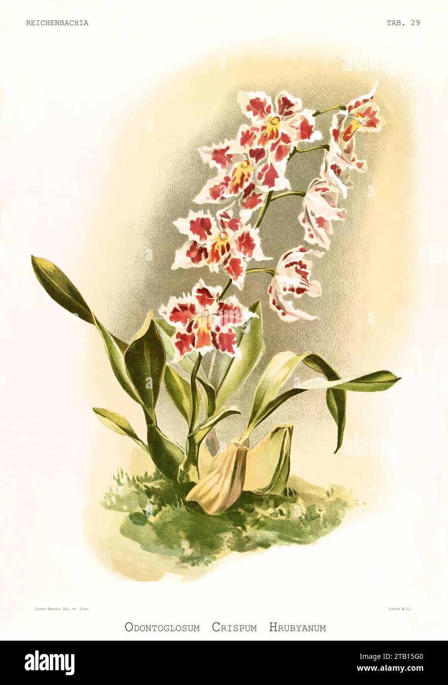 Old illustration of  Curled Odontoglossum (Odontoglossum crispum). Reichenbachia, by F. Sander. St. Albans, UK, 1888 - 1894 Stock Photo