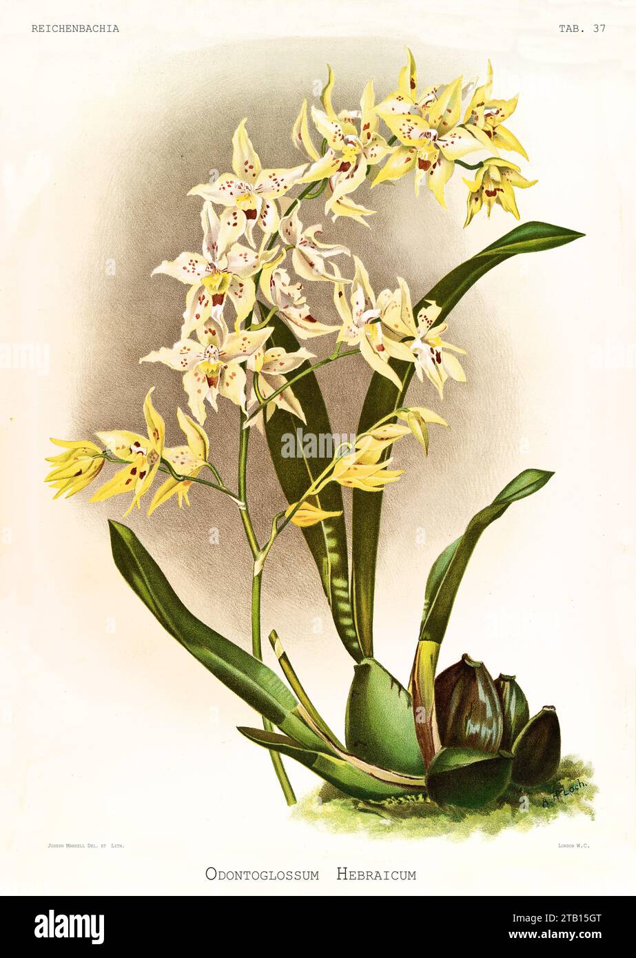 Old illustration of  Anderson's Odontoglossum (Oncidium x andersonianum). Reichenbachia, by F. Sander. St. Albans, UK, 1888 - 1894 Stock Photo