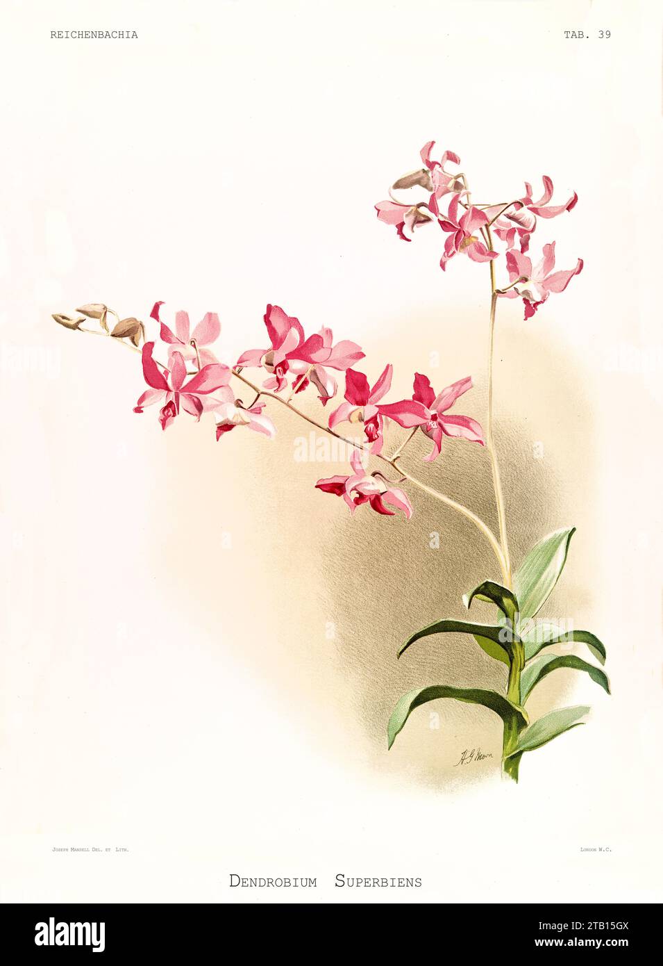 Old illustration of  Unscented Dendrobium (Dendrobiumanosmum). Reichenbachia, by F. Sander. St. Albans, UK, 1888 - 1894 Stock Photo
