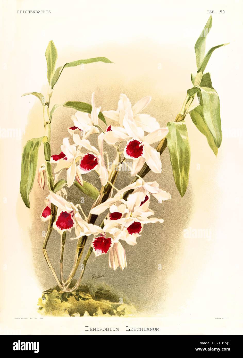 Old illustration of  Dendrobium leechianum. Reichenbachia, by F. Sander. St. Albans, UK, 1888 - 1894 Stock Photo