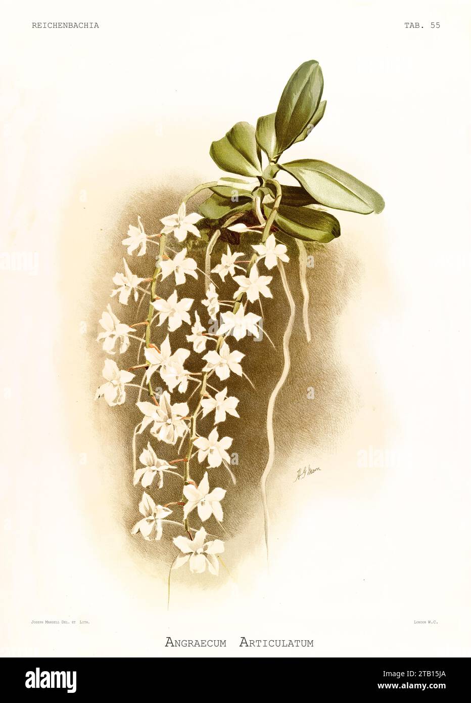 Old illustration of  Articulated Aerangis (Aerangis articulata). Reichenbachia, by F. Sander. St. Albans, UK, 1888 - 1894 Stock Photo