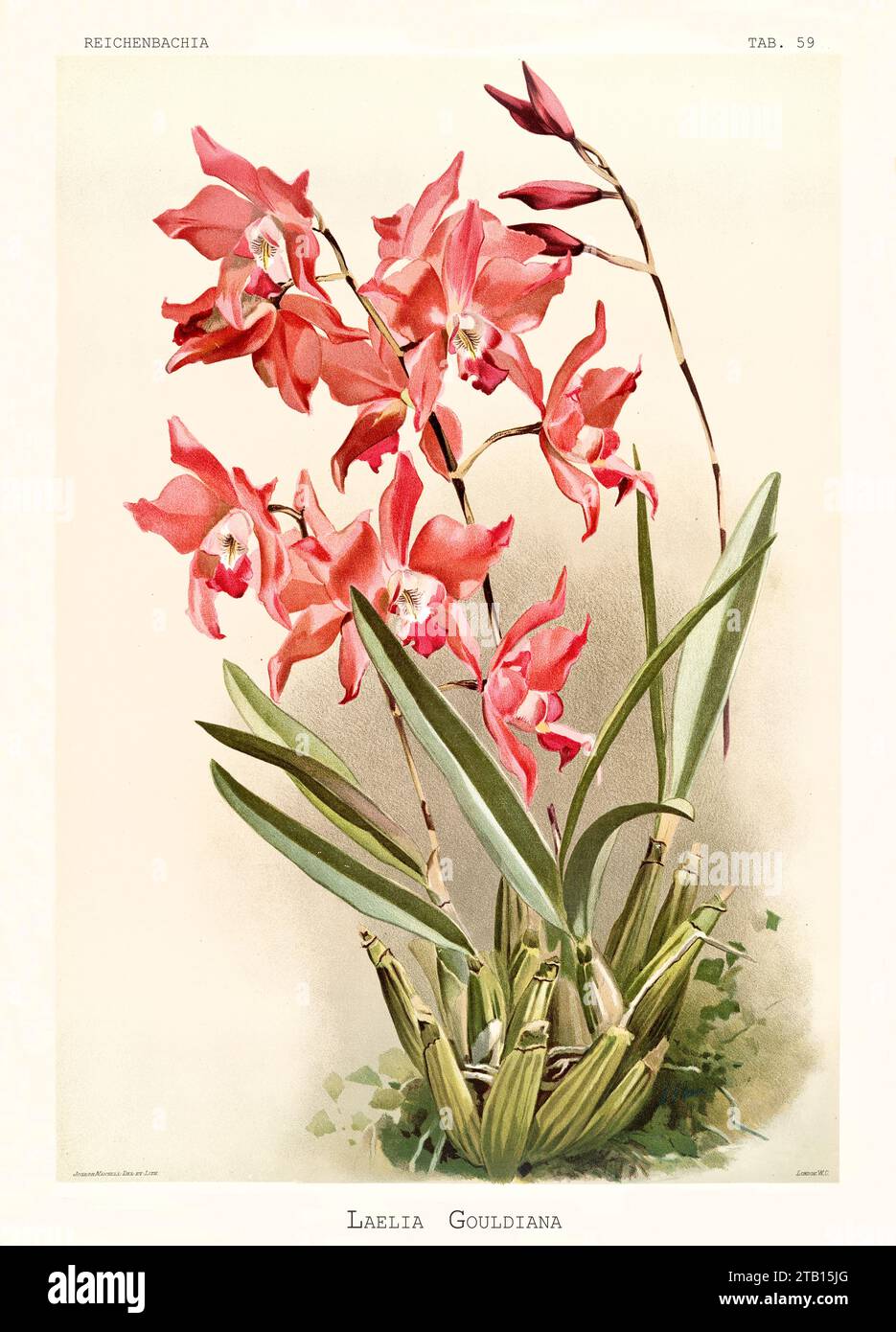Old illustration of  Gould's Laelia (Laelia gouldiana). Reichenbachia, by F. Sander. St. Albans, UK, 1888 - 1894 Stock Photo