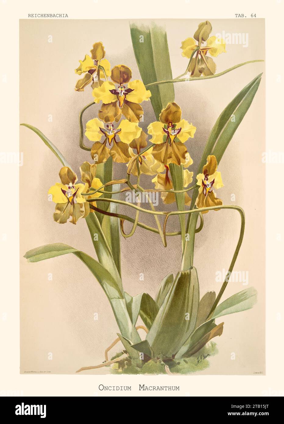 Old illustration of  Large Flowered Cyrtochilum (Cyrtochilum macranthum). Reichenbachia, by F. Sander. St. Albans, UK, 1888 - 1894 Stock Photo